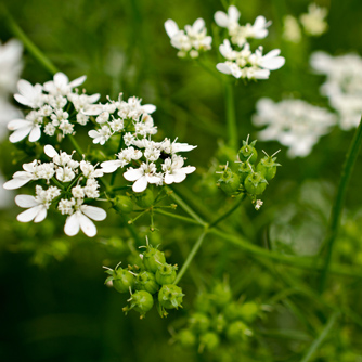 Coriander flowers and developing seed heads