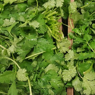 Freshly harvested coriander leaves