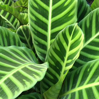 Calathea zebrina