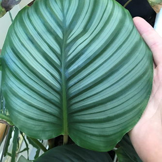 Calathea orbifolia