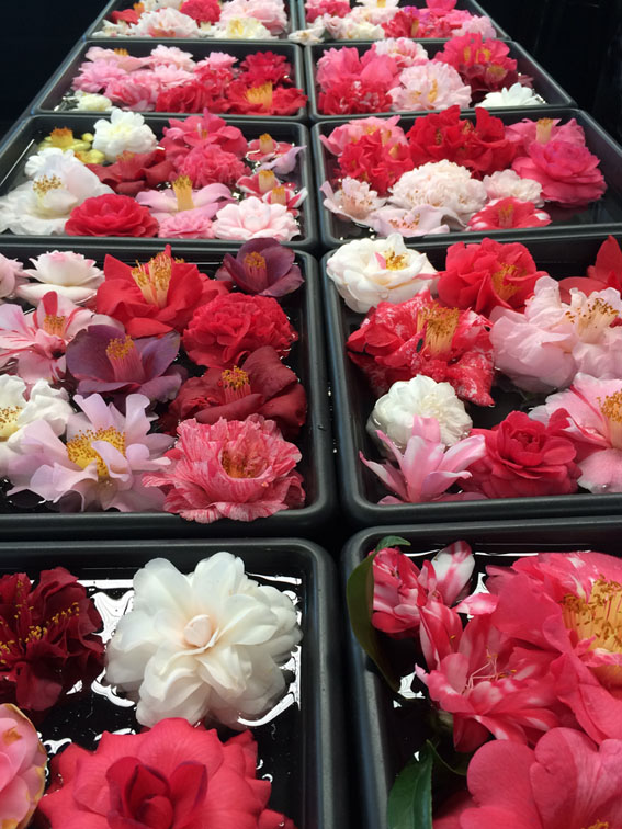 Camellia blooms in float trays highlighting the enormous choice we have