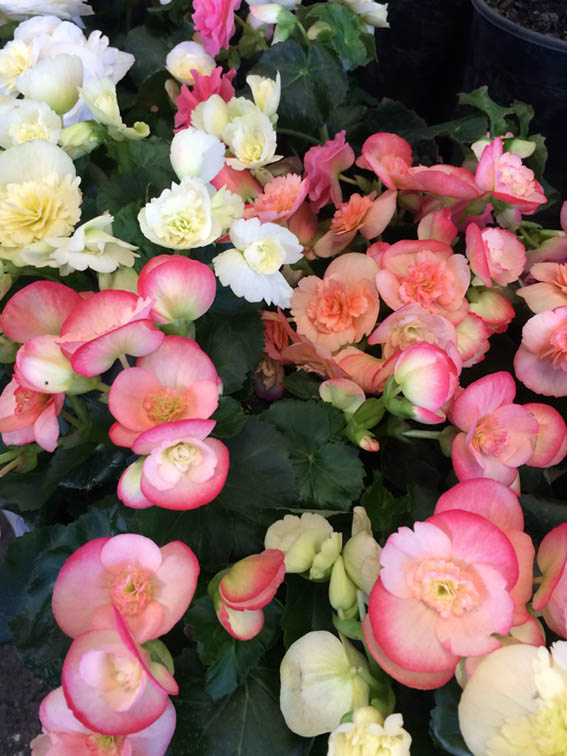 The tuberous begonia display was very charming