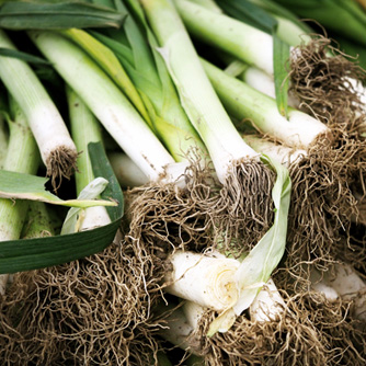 Freshly harvested leeks