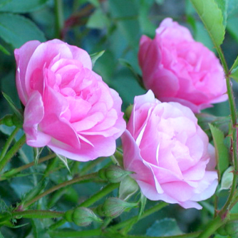 Floribunda rose with its cluster of blooms