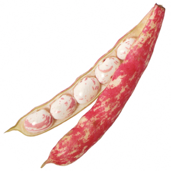 Interesting colours of the borlotti bean