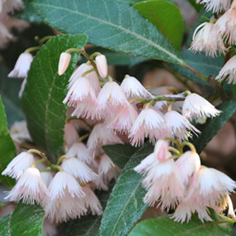 Dainty blueberry ash flowers