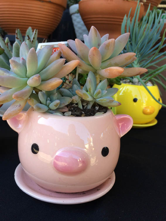 Cute succulent pig planter