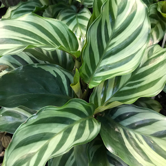 Calathea louisae 'Freddy'